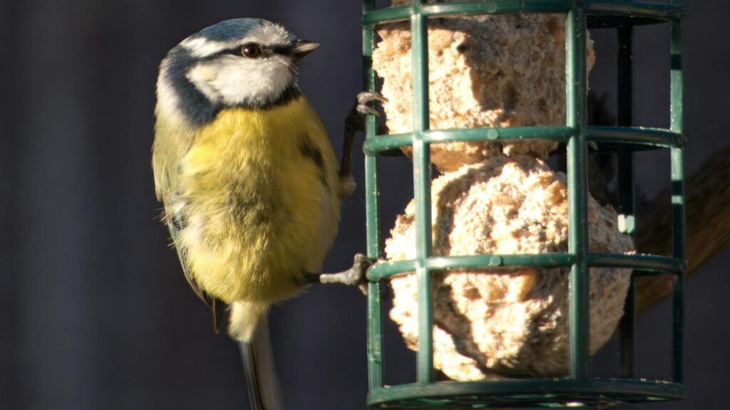 "Blue Tit bird feeding on suet balls in a backyard garden feeder