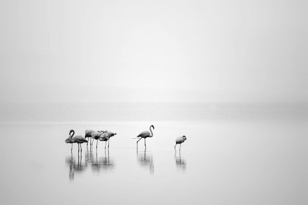 Elegant flamingos wading in tranquil water, captured in black and white.