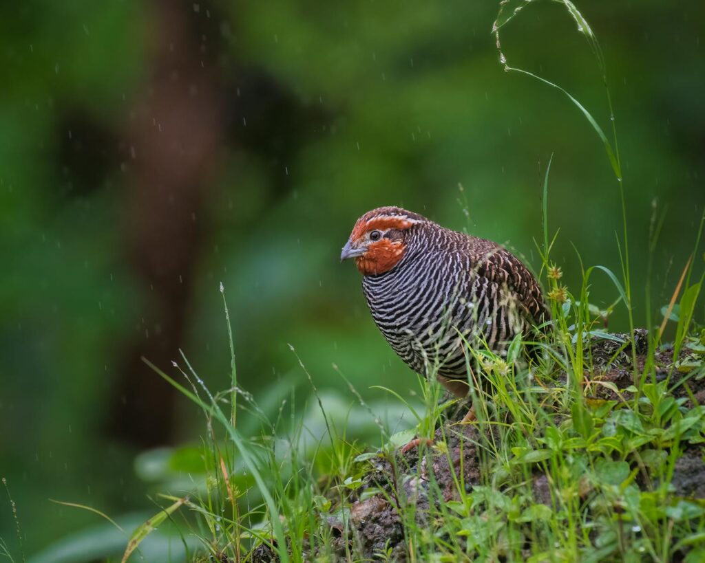 Vibrant partridge on a rainy day surrounded by lush green grass and foliage.