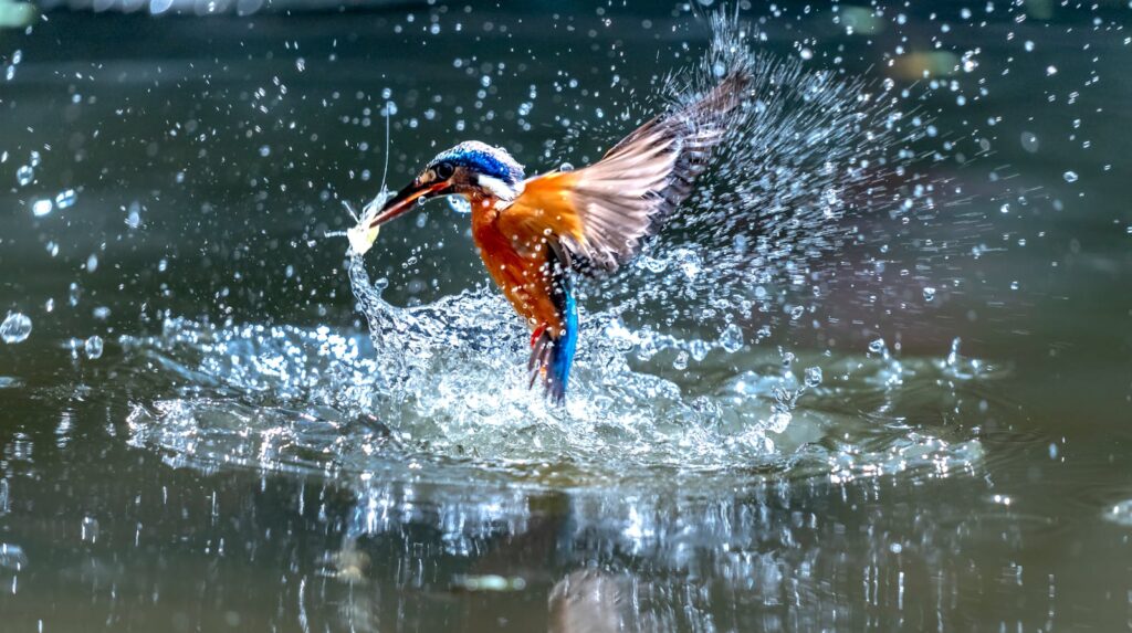 A vibrant kingfisher dives into water, catching a fish in mid-flight splash.