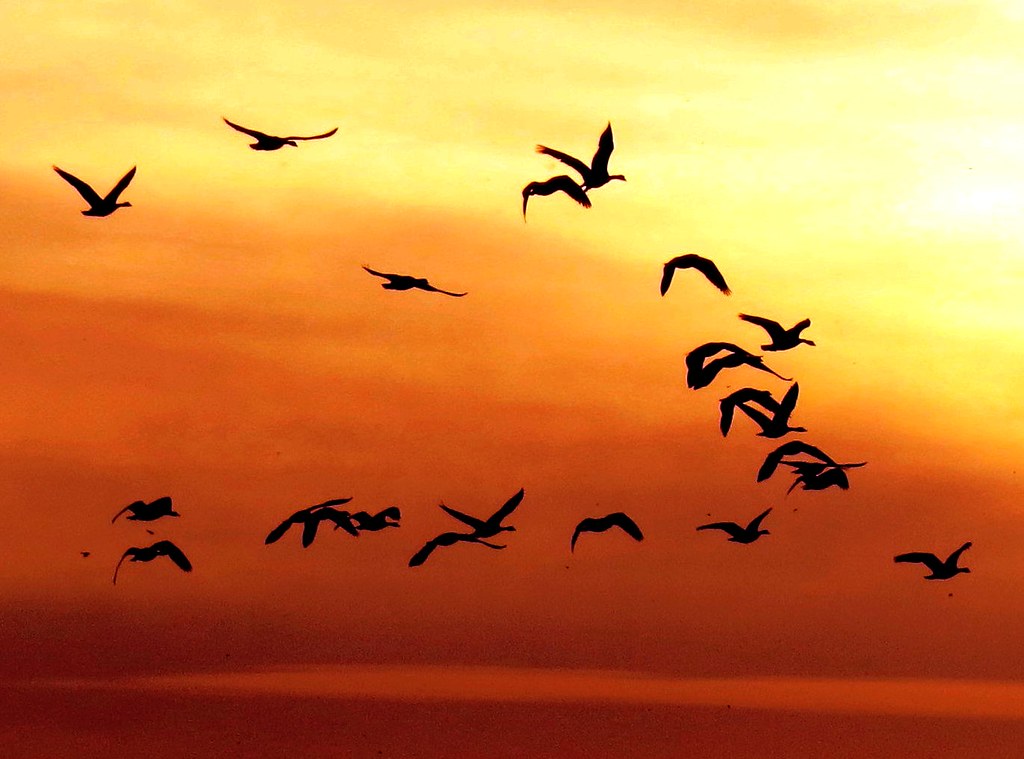 Birds silhouetted against a vibrant sunset sky.