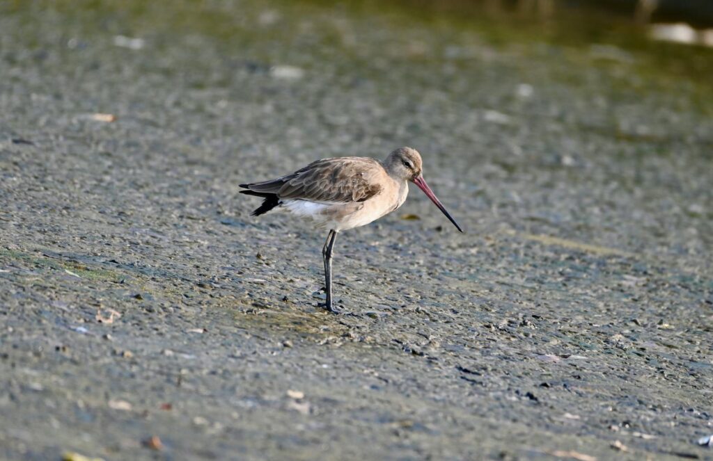 A solitary Black-Tailed Godwit searching for food on a wet mudflat.