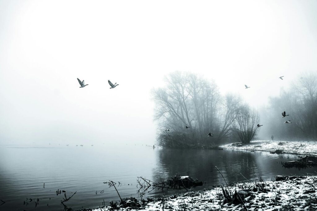 A peaceful winter scene with geese flying over a foggy lake surrounded by bare trees.