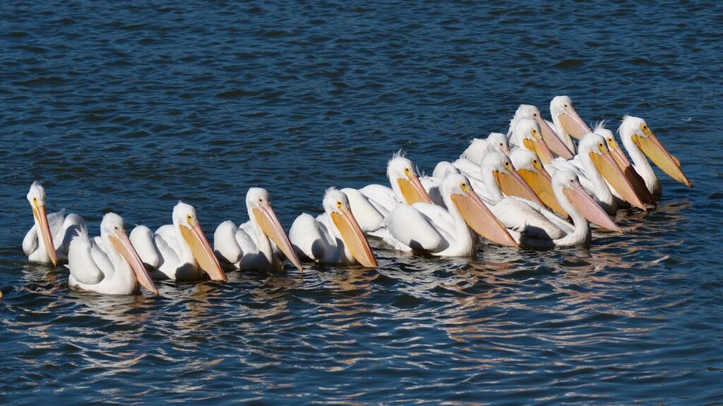 A group of American White Pelicans floats together on rippled water.