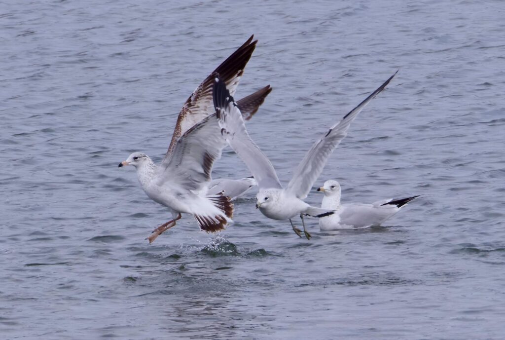 Ring-billed Gulls are seen in flight and swimming in open water.