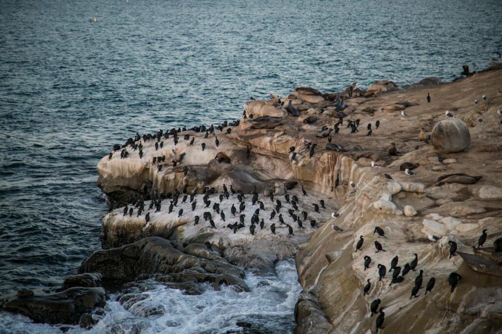 Seabirds and seals gather on a rocky shore by the ocean, creating a lively coastal scene.