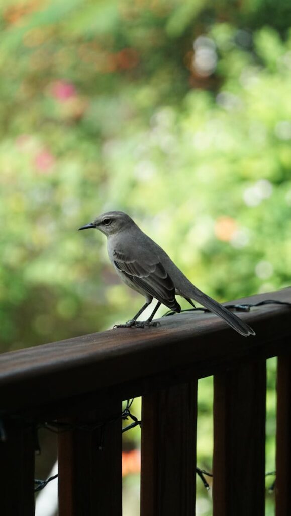 Northern Mockingbird perched on a wooden railing