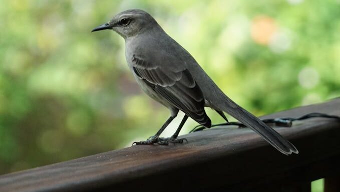 Northern Mockingbird perched on a wooden railing