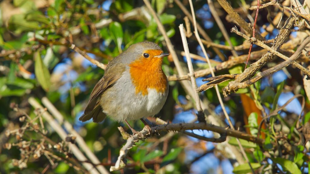 European Robin perched on a thorny shrub branch in garden