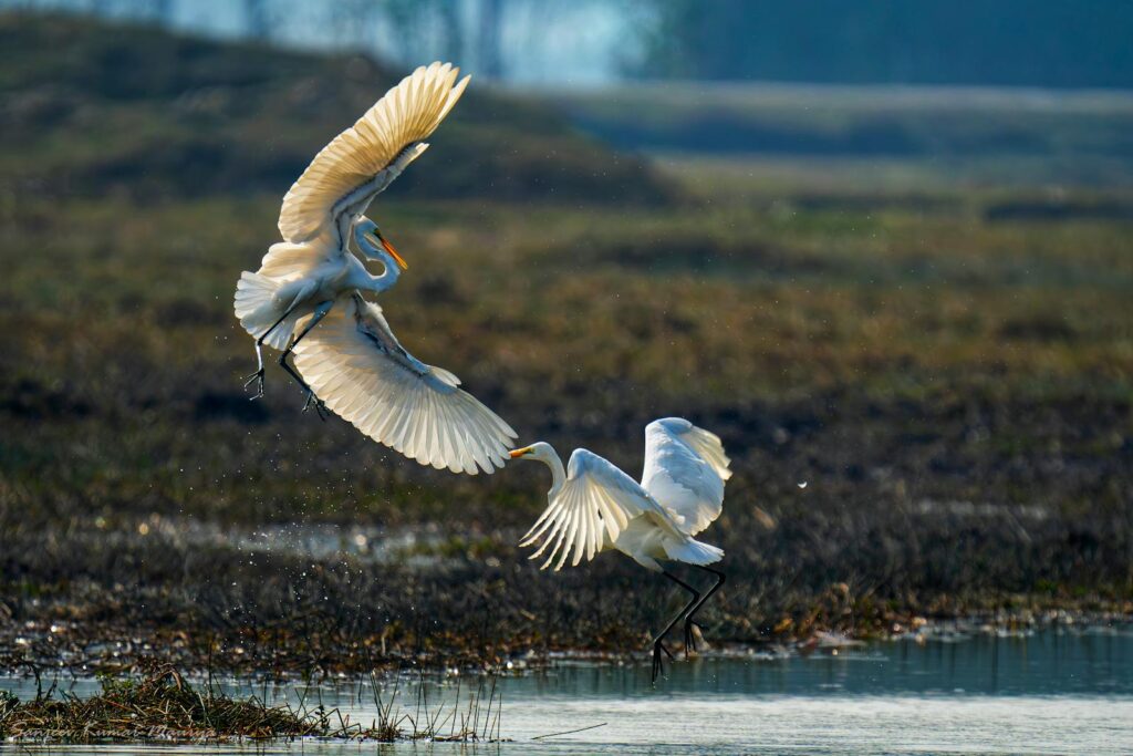 Two egrets in a dynamic aerial dance above a serene marsh at dawn.