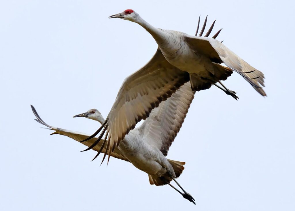 Majestic sandhill cranes soaring gracefully in the clear sky of Decatur, Alabama.
