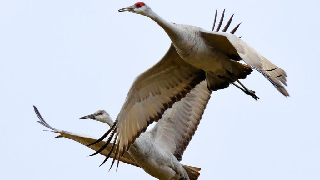 Majestic sandhill cranes soaring gracefully in the clear sky of Decatur, Alabama.
