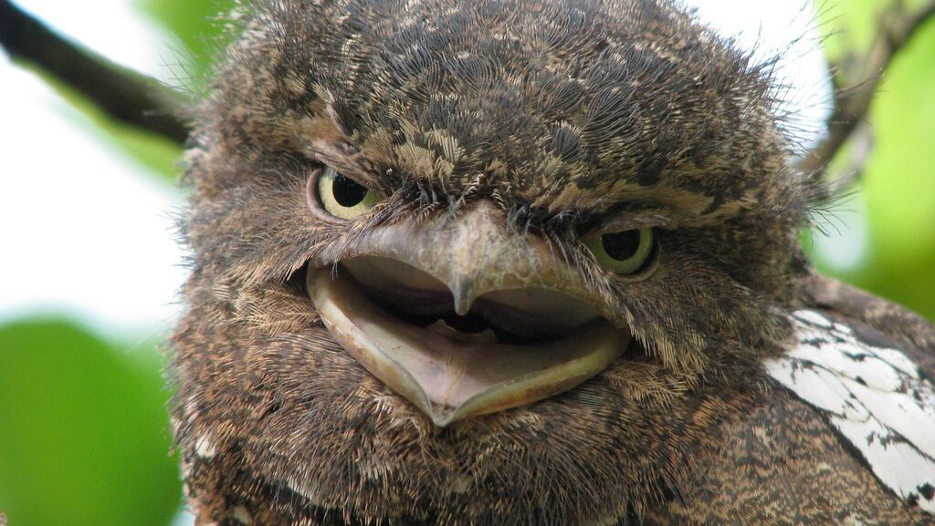 Juvenile frogmouth owl with beak open wide