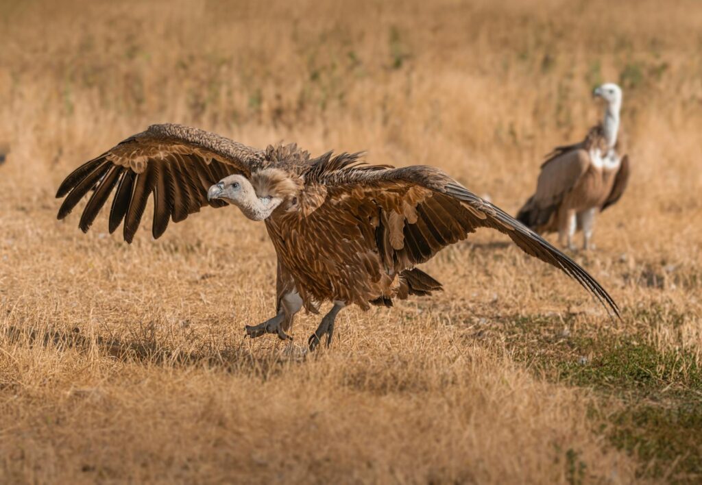 A Griffon Vulture with outstretched wings landing in a field.