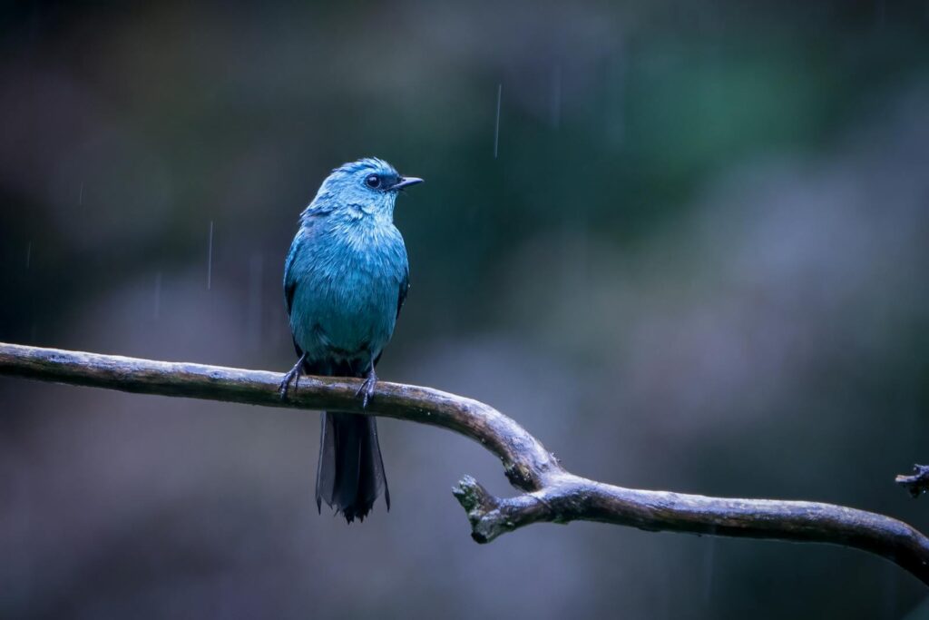 A Verditer Flycatcher perches on a wet branch during a light rain.
