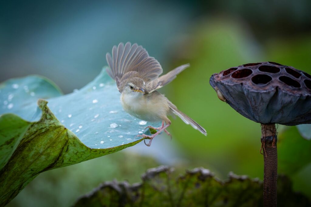 A bird gracefully lands on a water lily leaf with a lotus pod nearby.
