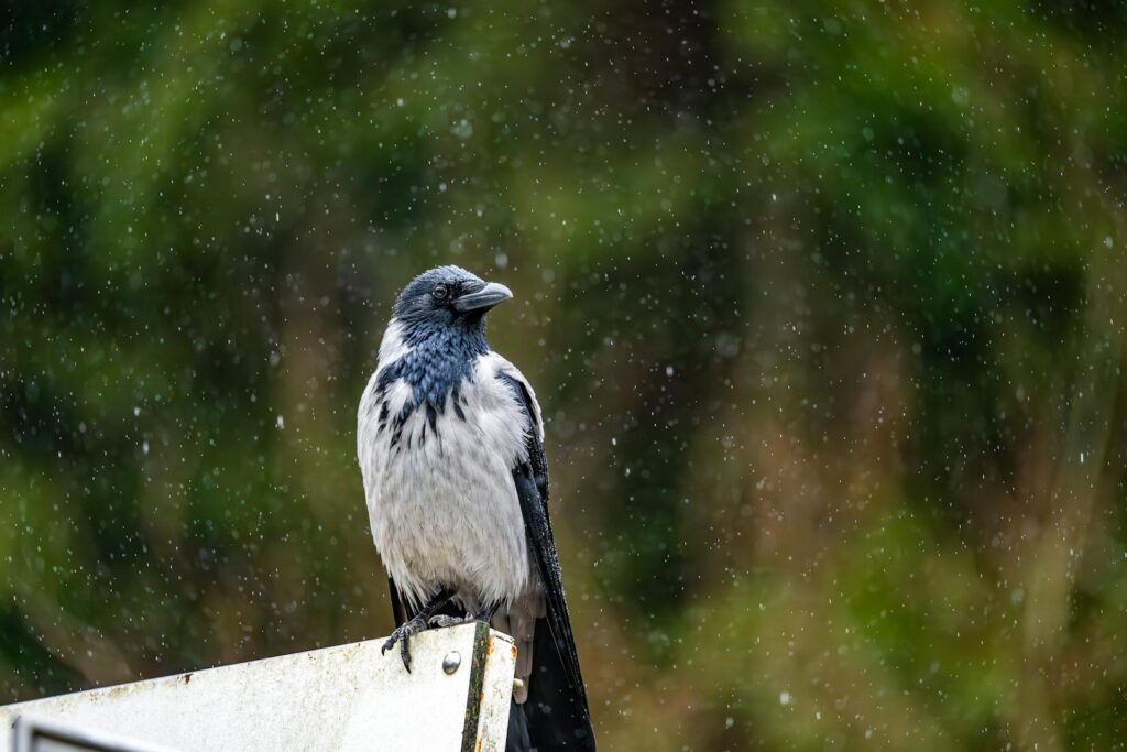 Hooded crow on a ledge under raindrops against a lush green backdrop.