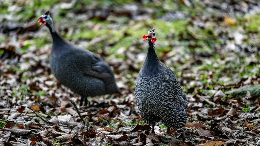 Two Helmeted Guineafowl on the forest floor cawing