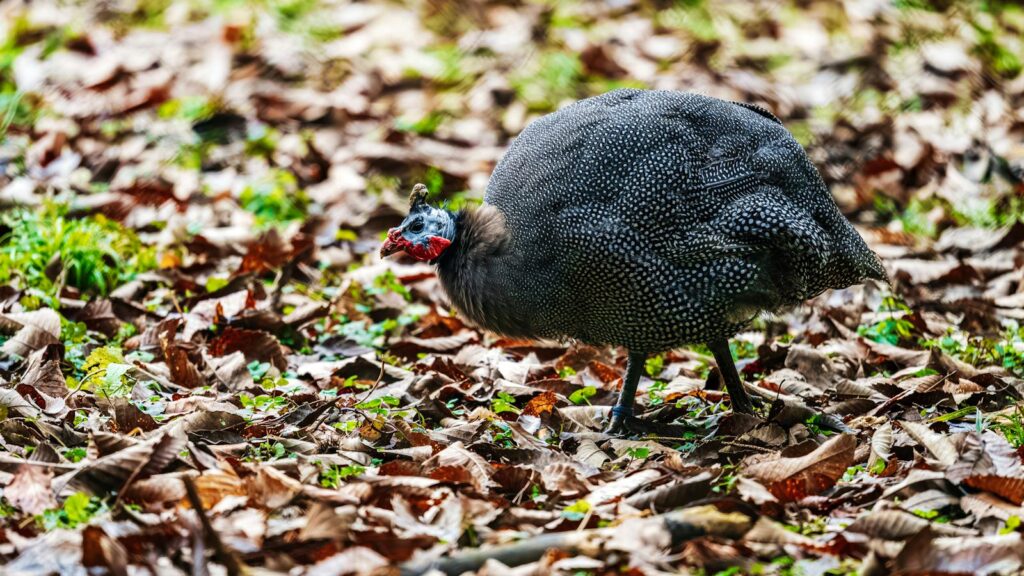 A helmeted guineafowl searching for food among fallen autumn leaves