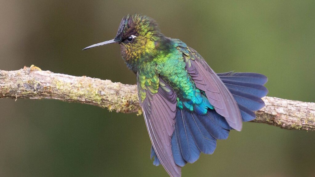 Fiery-throated Hummingbird (Panterpe insignis)
