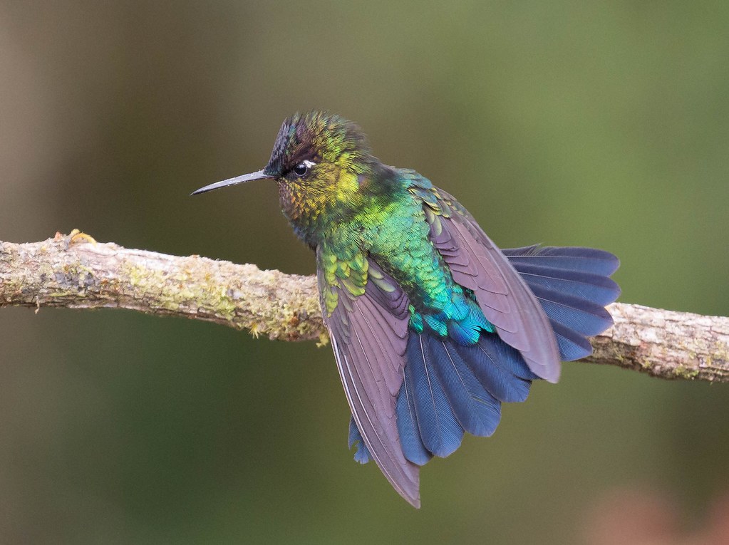 Fiery-throated Hummingbird (Panterpe insignis)