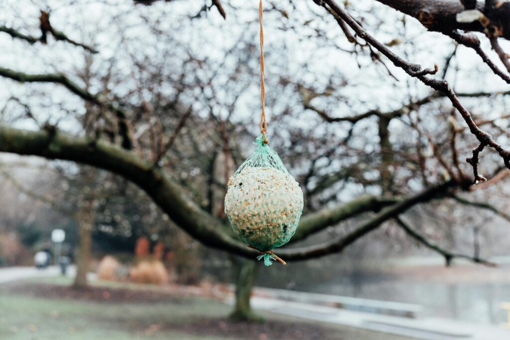 A bird feeder hangs on a tree branch in a serene winter park setting.