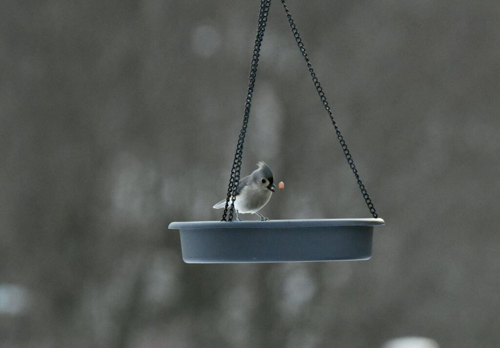 A Tufted Titmouse perches on a feeder, holding a small object in its beak.