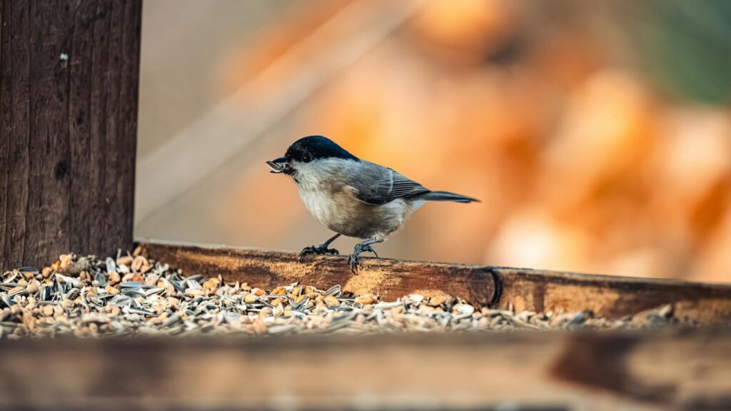 Small bird enjoying seeds on a weathered wood feeder