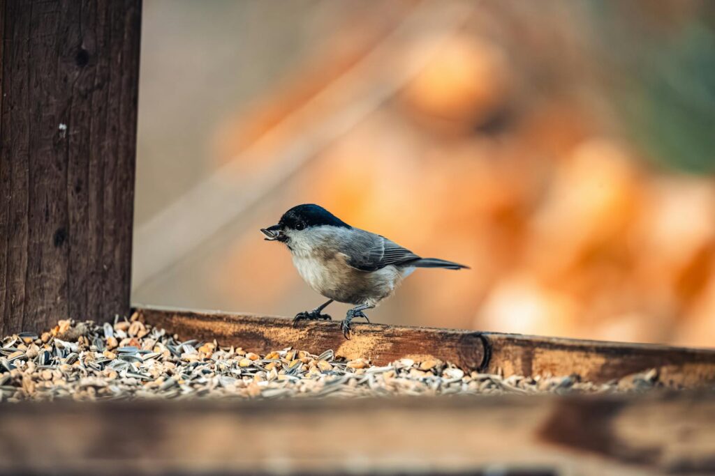 A willow tit bird eats seeds on a rustic wooden bird feeder during autumn.