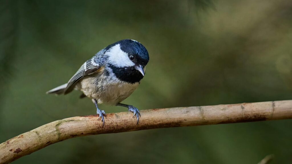 Close-up of a black-capped chickadee sitting on a branch with a blurred natural background.
