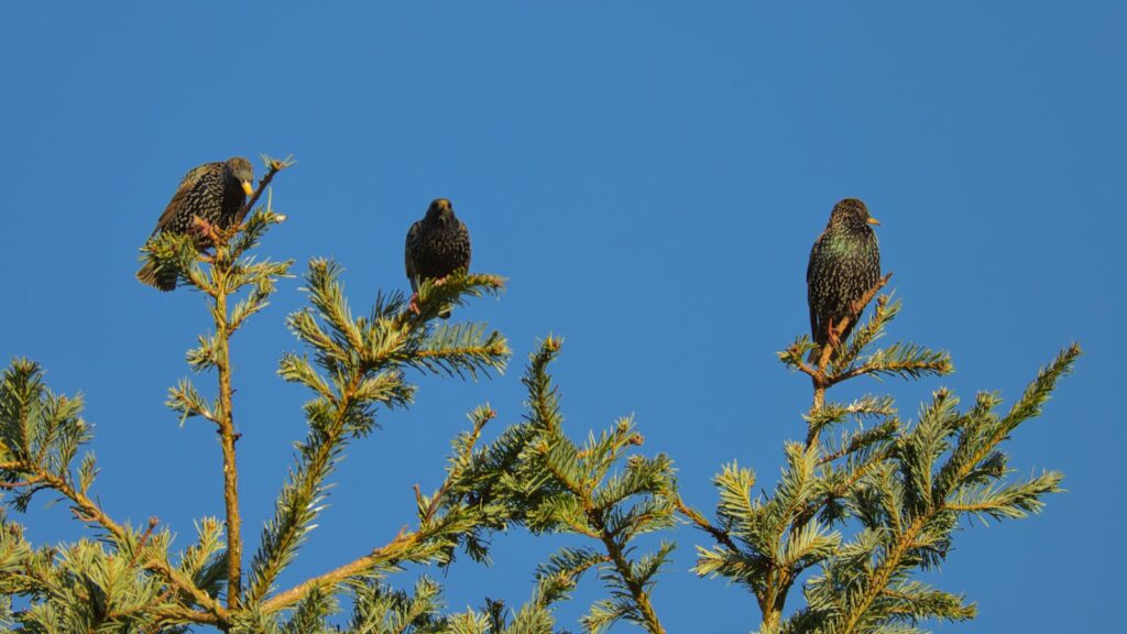 Three European starlings rest on evergreen branches under a clear blue sky.