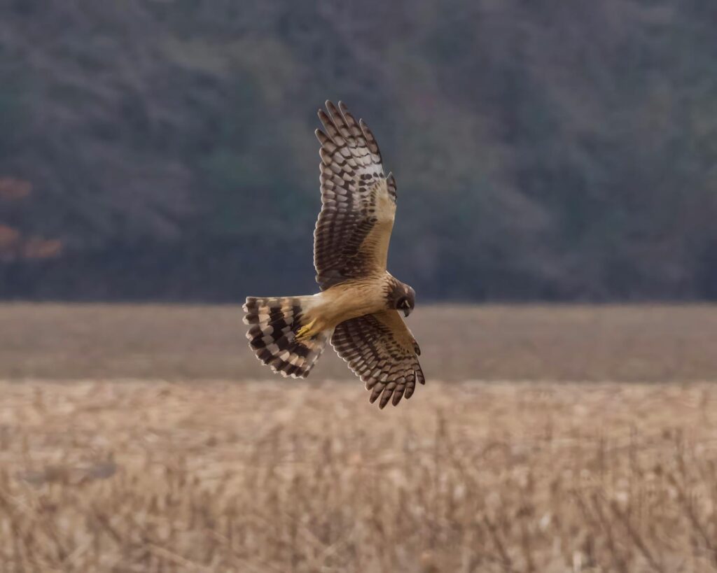 A Northern Harrier hawk gracefully soars over a vast field in Decatur, Alabama.