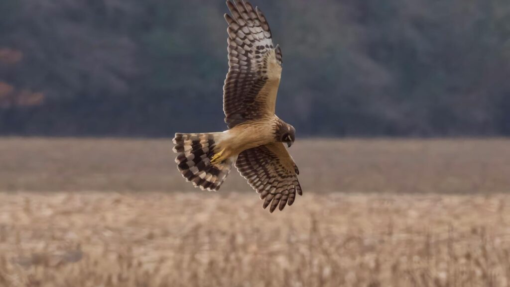 A Northern Harrier hawk gracefully soars over a vast field in Decatur, Alabama.