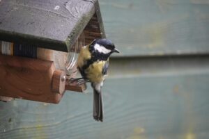 Great tit bird perched on a wooden feeder in Gouda, Netherlands.