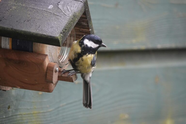 Great tit bird perched on a wooden feeder in Gouda, Netherlands.