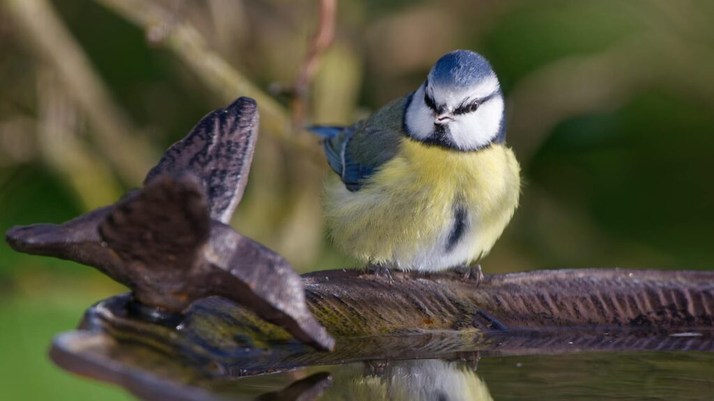 A vibrant blue tit perches on a garden birdbath, showcasing its colorful plumage.