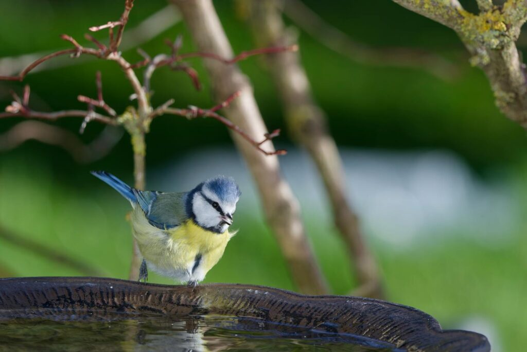 Close-up of a European blue tit perched on a garden birdbath, serene and colorful.