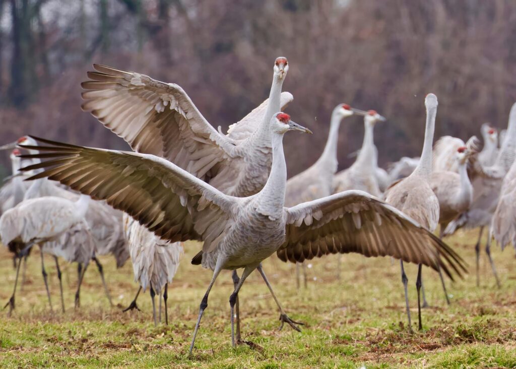 A flock of Sandhill Cranes, one with its wings spread.