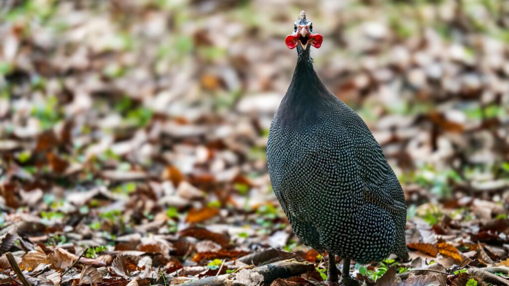 Helmeted Guineafowl cawing on a leaf-covered forest floor