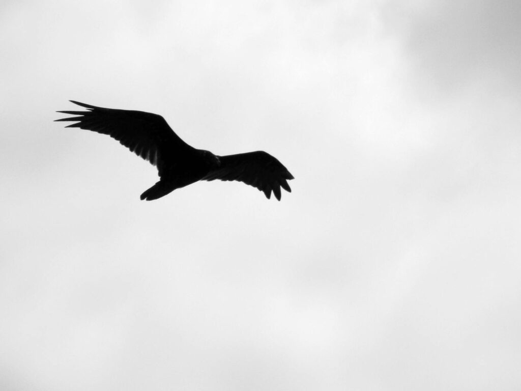 A graceful bird silhouette captured mid-flight against a cloudy sky, evoking a sense of freedom.