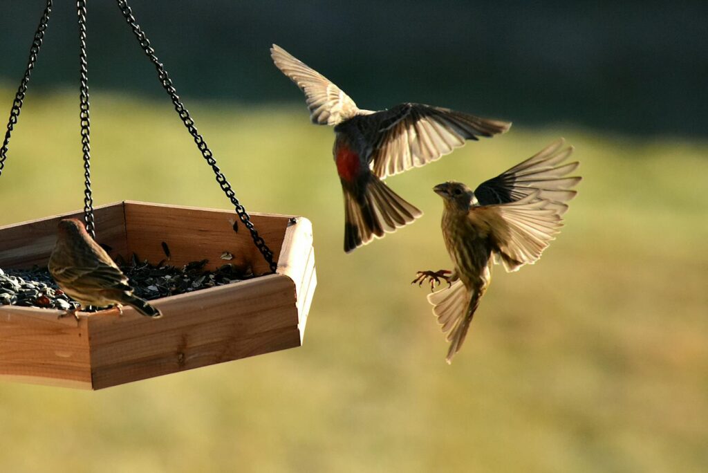 Two birds with patterned feathers, one in flight, are captured in a natural setting.