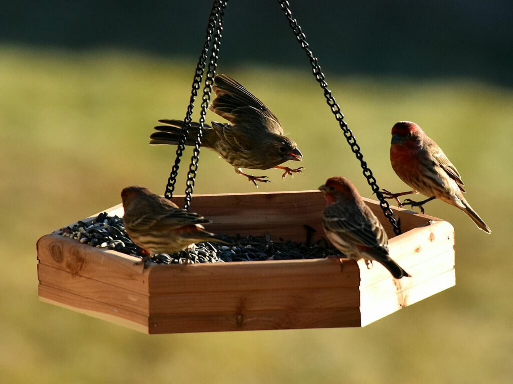 Vibrant finches gathered on a wooden hanging bird feeder enjoying seeds in the morning light.