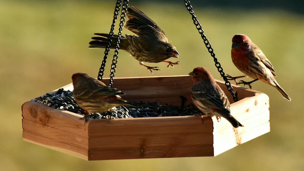 Vibrant finches gathered on a wooden hanging bird feeder enjoying seeds in the morning light.