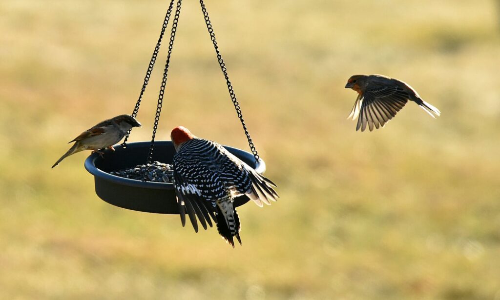 Three birds gather around a feeder during a sunny day, showcasing natural bird behavior.