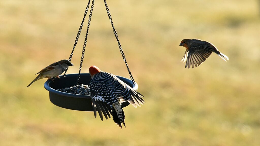 Three birds gather around a feeder during a sunny day, showcasing natural bird behavior.