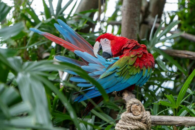 Colorful scarlet macaw preening feathers, surrounded by lush tropical greenery.