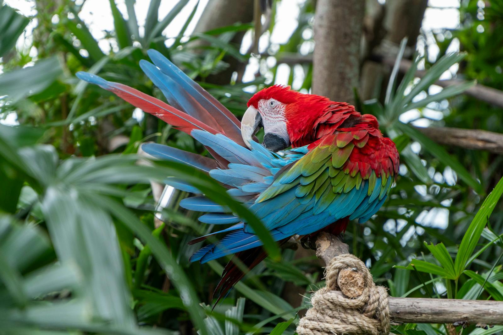 Colorful scarlet macaw preening feathers, surrounded by lush tropical greenery.