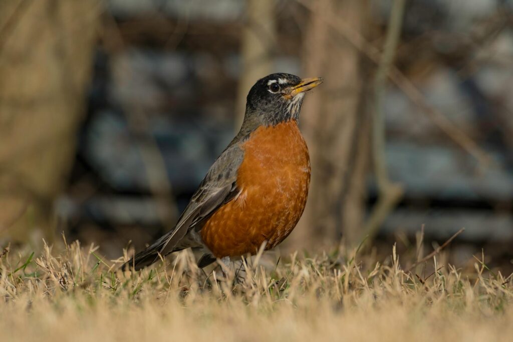 An American Robin stands in the grass.