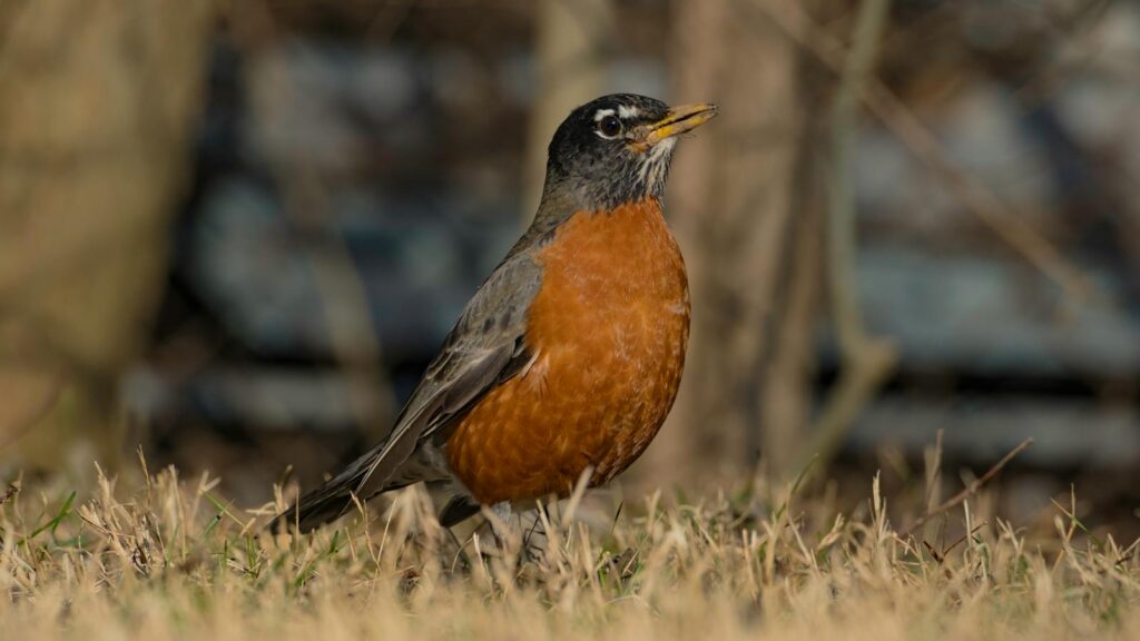 An American Robin stands in the grass.