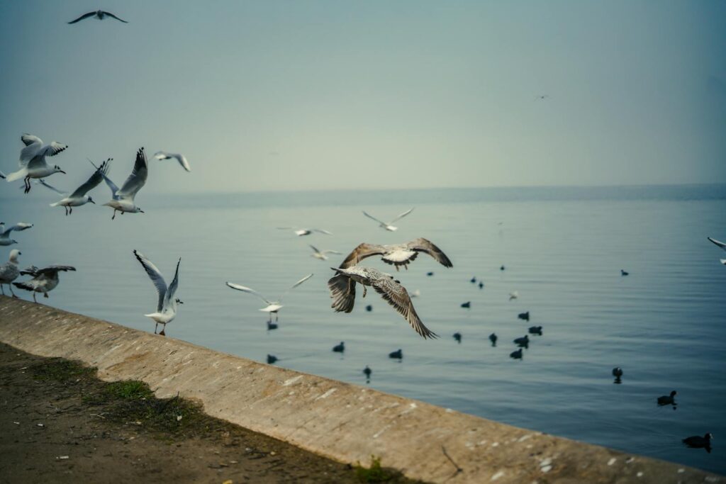 Serene scene of seagulls and ducks flying over a calm lake with clear skies.